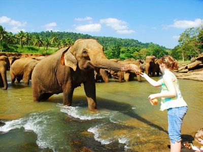 pinnawala-elephant-orphanage-feeding-elephants